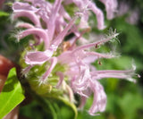 Monarda Antimicrobial & Antifungal Salve – Wildcrafted Herbal Remedy