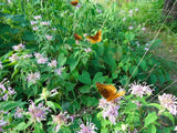 Monarda Antimicrobial & Antifungal Salve – Wildcrafted Herbal Remedy