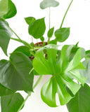 Close-up of a green Monstera plant with large leaves against a white background