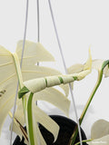 Monstera Borsigiana Variegata Albo (Mature Mother Plant)