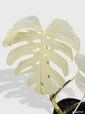 Monstera Borsigiana Variegata Albo (Mature Mother Plant)