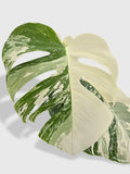Monstera Borsigiana Variegata Albo (Mature Mother Plant)