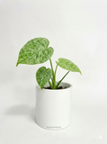 Monstera Deliciosa 'Mint' Variegata