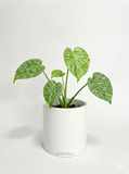 Monstera Deliciosa 'Mint' Variegata