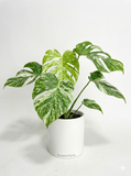 A variegated Monstera plant with green and white leaves in a white ceramic pot labeled 'Bumble Plants', photographed against a clean white background.