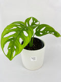 Monstera Adansonii Wide Leaf Form
