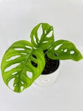 Monstera Adansonii Wide Leaf Form with large green leaves on a light gray background