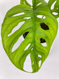 Close-up of a Monstera Adansonii Wide Leaf Form on a white background