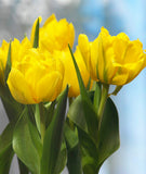 Monte Carlo Double Early Tulip - 10 bulbs