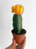 Moon Cactus Grafted 'Gymnocalicium Mihanovichii'