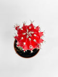 Moon Cactus Grafted 'Gymnocalicium Mihanovichii'