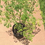 Potted Moringa Tree on a textured brown surface
