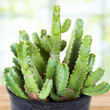 Potted Moroccan Mound plant on a wooden surface with a blurred background