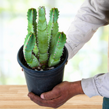 Person holding a potted Moroccan Mound plant on a wooden surface with a blurred background