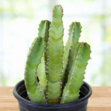 Potted Moroccan Mound plant on a wooden surface with a blurred natural background