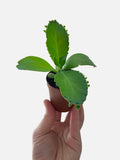 Kalanchoe Daigremontiana 'Mother of Thousands' Succulent