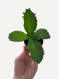 Kalanchoe Daigremontiana 'Mother of Thousands' Succulent
