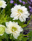 Mount Everest Anemone Coronaria