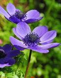 Mr. Fokker Anemone de Caen