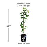 Mulberry Dwarf plant with dimensions and a pot label on a white background