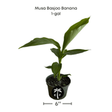 Potted Musa Basjoo Banana plant with size label on a white background