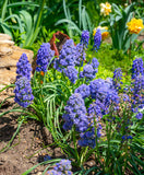 Fantasy Creation Muscari armeniacum