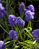 Fantasy Creation Muscari armeniacum