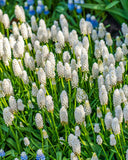 White Magic Muscari aucheri