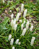 White Magic Muscari aucheri