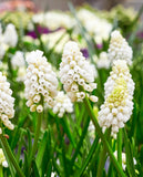 White Magic Muscari aucheri