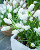 White Magic Muscari aucheri