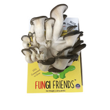 Oyster mushrooms on a packaging box with 'Fungi Friends' branding.