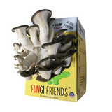 Fungi Friends Blue Oyster mushroom packaging with mushrooms displayed on top