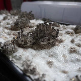 Close-up of a cluster of mushrooms growing on a bed in the Mushroom Grow Kit