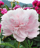 Myrtle Gentry Peony