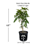 Nam Doc Mai # 4 Dwarf Mango Tree, Grafted
