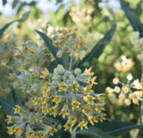 Close-up of yellow milkweed flowers with green leaves on a blurred natural background