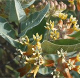 Close-up of a milkweed plant with green leaves and orange-brown flowers.