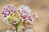 Bee on a milkweed flower with a blurred natural background