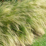 Stipa grasses swaying in the wind with a blurred background