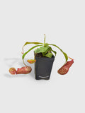 Potted pitcher plant on a white background