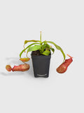 Potted carnivorous plant with red pitcher-like leaves on a light gray background