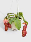 Hanging pitcher plant with red and yellow pitchers on a white background