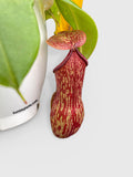 Red and yellow pitcher plant with a white background