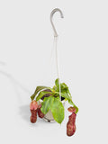 Hanging pitcher plant in a pot on a white background