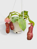 Hanging pitcher plant in a white pot on a light gray background