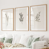 Three framed botanical prints on a wall above a white sofa with green cushions.