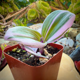 Tradescantia zebrina with striped leaves in a garden setting