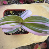 Tradescantia zebrina in a pot on a textured surface