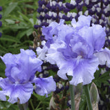 Purple and white No Count Blues Fragrant Blue Iris flowers with green foliage in the background